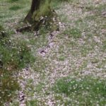 花冷え、、、、、、