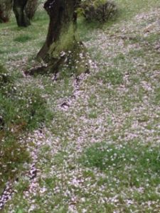 花冷え、、、、、、