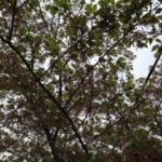 いつのまにか、、、