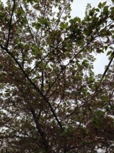 いつのまにか、、、