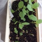 そろそろ、、、、、、