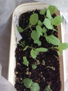 そろそろ、、、、、、