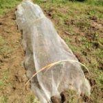 キャベツ、白オクラ、、、、、、