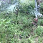 自然派、、、、、、