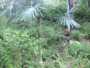 自然派、、、、、、