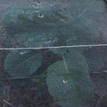 スクスク、、、、、、