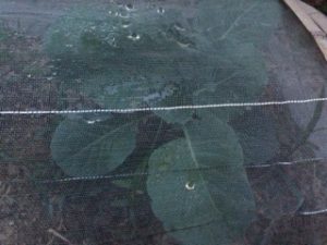 スクスク、、、、、、