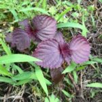 自生シソ、、、、、、