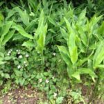 今年も豊作か、、、、、、