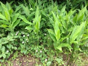 今年も豊作か、、、、、、