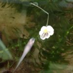 水草の花、、、、、、