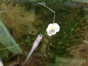 水草の花、、、、、、