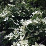 ヤマボウシ、、、、、、