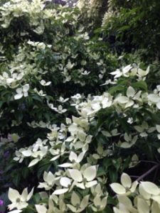 ヤマボウシ、、、、、、