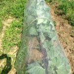 キャベツ、、、、、、