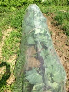 キャベツ、、、、、、