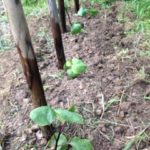 初ナスビ、、、、、、