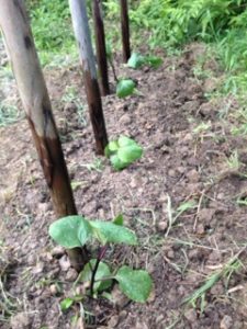 初ナスビ、、、、、、