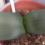 マユハケオモト、、、、、、