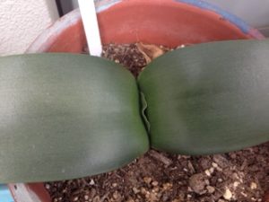 マユハケオモト、、、、、、