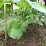 まずまず、、、、、、