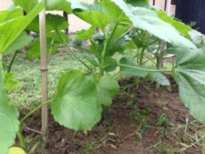 まずまず、、、、、、