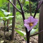 ほっちっち農業、ナス、、、