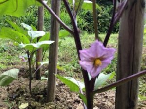 ほっちっち農業、ナス、、、