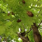 夏の、、、、、、