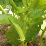 夏野菜、、、、、、