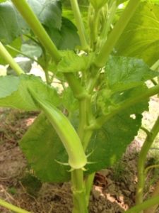 夏野菜、、、、、、