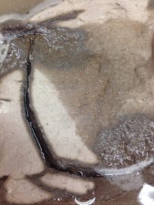 カチカチの土、、、、、、