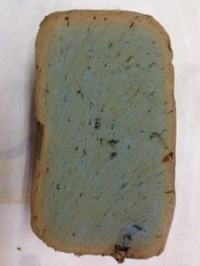 バクテリア、、、、、、