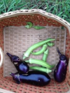 今年は、、、、、、