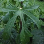 今年は、、、、、、