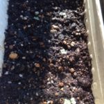 ブロッコリー、、、、、、