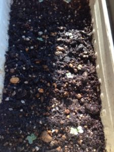 ブロッコリー、、、、、、