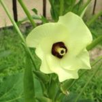 白オクラの、、、、、、