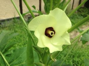 白オクラの、、、、、、