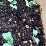 ブロッコリーの、、、、、、