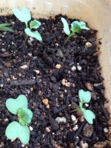 ブロッコリーの、、、、、、