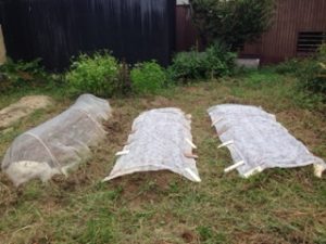 畑作業、、、、、、