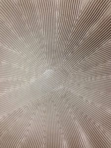 すり鉢、、、、、、