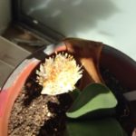 マユハケオモト