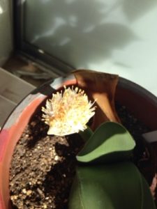 マユハケオモト