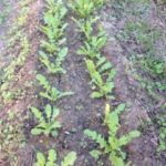 ほっちっち農業はいま、、、、、、