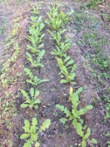 ほっちっち農業はいま、、、、、、