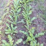 ダイコンの間引き、、、、、、