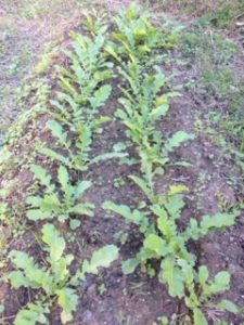 ダイコンの間引き、、、、、、