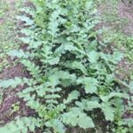 ダイコンの、、、、、、